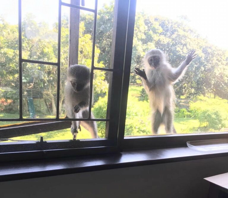monkey screen